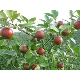 嫁接油茶树苗|雅安油茶树苗|油茶苗圃基地油茶树