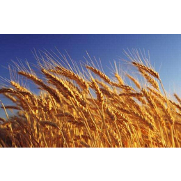 收购小麦哪家好-银川收购小麦-汉光现代农业