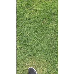 百慕大草坪,绿如懿草坪—品种齐全,百慕大草坪养护知识