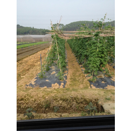 三水区蔬菜承包速度*水区蔬菜承包-广州碧溪餐饮
