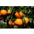 柑橘种苗,金华果友家庭农场,柑橘种苗供应缩略图1