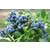 柏源农业科技(图)-绿宝石蓝莓苗基地电话-鹤岗绿宝石蓝莓苗缩略图1