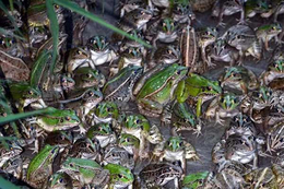 麒麟区青蛙养殖-半亩田生态农业公司-学习青蛙养殖