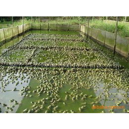 农聚源泥鳅养殖(图)|黑斑蛙前景|黄石黑斑蛙