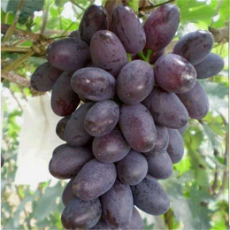 鲁粒大棚葡萄苗(图)-代收葡萄基地-代收葡萄