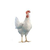 海兰褐蛋鸡、呼和浩特海兰褐、华帅青年鸡公司缩略图1