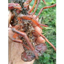 湖南养殖小龙虾生长周期|武汉裕农(在线咨询)|小龙虾生长周期