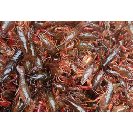 贵州养殖小龙虾生长周期|武汉裕农|小龙虾生长周期