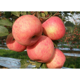 景盛果业(图)、洛川苹果批发价格、洛川苹果