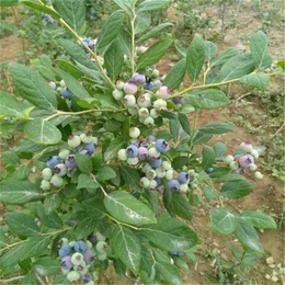矮丛蓝莓苗-双湖园艺-矮丛蓝莓苗订购价