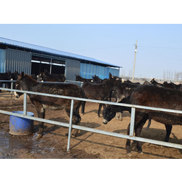 驴养殖基地|亿隆养殖(在线咨询)|驴养殖