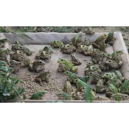 黑斑蛙怎么养|农聚源生态农业(在线咨询)|黄冈黑斑蛙