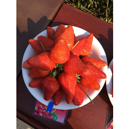 海之情农业、昆明市草莓苗价格、法兰地草莓苗价格