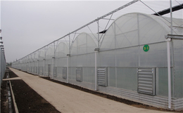温室大棚,齐鑫温室园艺,温室大棚蔬菜种植的效益