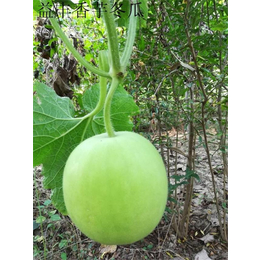 新奇冬瓜品种 香芋冬瓜种子