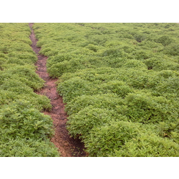 暖宫艾草茶、暖宫艾草茶多少钱、北京乐蝉科技(****商家)