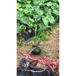 福建省供应紫花翠芦莉高度20厘米 大型种植场地被小苗批发
