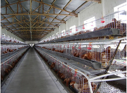 养鸡场自动清粪机-清粪机-禽翔笼具养殖设备