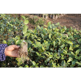 油茶树苗如何育种,白土镇高产油茶苗圃1,安顺油茶树苗