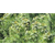 澳洲坚果苗木批发多少钱,【宝鸭塘】,澳洲坚果苗木缩略图1