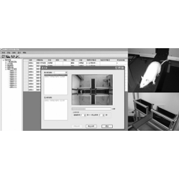 高架十字迷宫视频分析系统