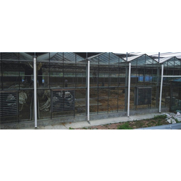 薄膜温室大棚建设-薄膜温室大棚-鑫凯农业安全可靠