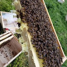 遵义中蜂养殖-贵州蜂盛-中蜂养殖