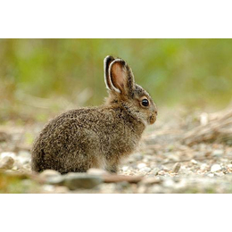 风干腊兔的市场价格-东方风干腊兔-锦腾养殖场
