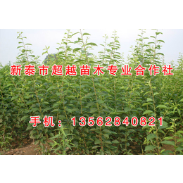 北京珍珠油杏苗|新泰超越苗木|新品种珍珠油杏树苗基地