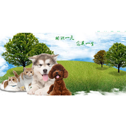 宠物殡葬费用-宠物殡葬-武汉汪仔宠物服务公司(查看)