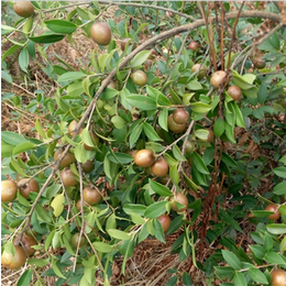 茶籽树苗_茶籽树苗多少钱一颗_茶籽树苗多少钱一颗