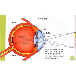 健瞳公司(在线咨询),福州视力康复仪,视力康复仪企业