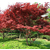 森林木银杏(图),20cm红枫价格,红枫价格缩略图1