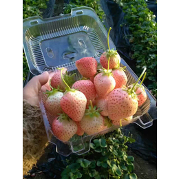 西藏草莓苗|乾纳瑞农业|四季草莓苗价格