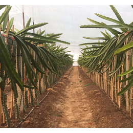 哪里有火龙果种植基地、****果蔬种植、河南火龙果种植