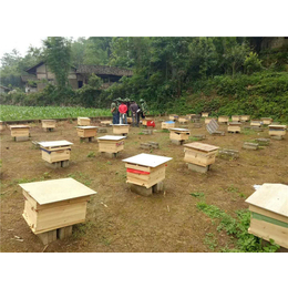 中蜂养殖、贵州蜂盛、中蜂养殖设备