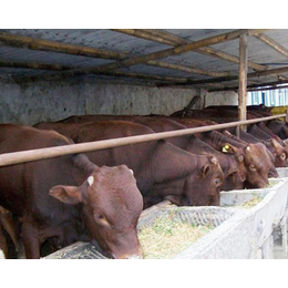 湖南西门塔尔和夏洛莱肉牛哪个长的快、富贵肉牛养殖(图)