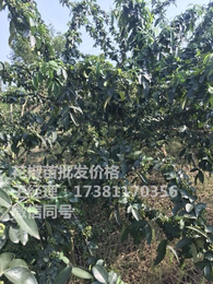 巫溪无刺藤椒苗 巫溪无刺藤椒苗基地