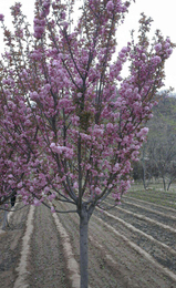 樱花树价格-樱花树-石博苗木