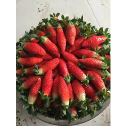 草莓苗价格、安阳草莓苗、乾纳瑞农业