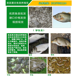 泥鳅苗、信阳泥鳅苗多少钱、息县夏庄鱼苗(推荐商家)