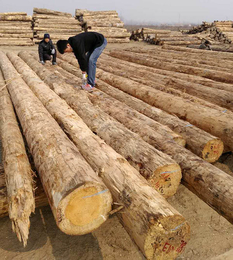 建筑方木厂家-建筑木材-销售建筑木材
