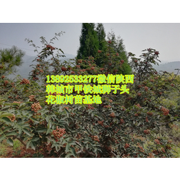 金权无刺花椒树苗价格 哪里有韩城大红袍花椒种子狮子头品种批发缩略图