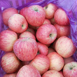 山东苹果产地冷库处理纸袋条纹红富士苹果大处理缩略图