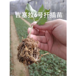 吉塞拉砧木种植技术-泰安泰丰源农场-吉塞拉砧木