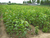 一公分黑珍珠樱桃苗规格-一公分黑珍珠樱桃苗-柏源农业科技公司缩略图1