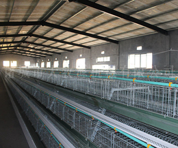 种鸡自动化饲养设备-大牧源机械有限公司