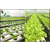 河北棚室蔬菜移动潮汐苗床是一种食品级塑料结构的栽培床缩略图2