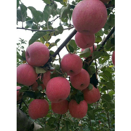 洛川苹果果园、景盛果业(在线咨询)、洛川苹果