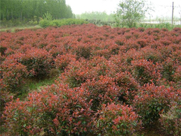 8公分红叶石楠供应商-大地苗圃款式多样-红叶石楠
